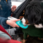 Preventing Dehydration in Active Dogs With a Portable Water Bottle