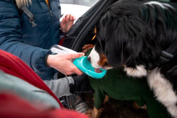 Preventing Dehydration in Active Dogs With a Portable Water Bottle